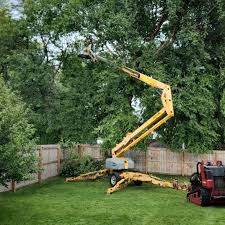 Best Tree Risk Assessment  in Black Rock, NM
