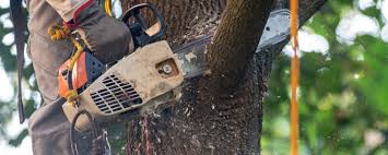 Best Tree and Shrub Care  in Black Rock, NM