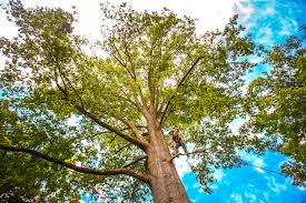 Best Tree Removal  in Black Rock, NM