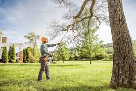 Best Leaf Removal  in Black Rock, NM