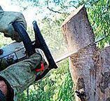Best Emergency Tree Removal  in Black Rock, NM