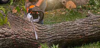 Best Lawn Watering Services  in Black Rock, NM
