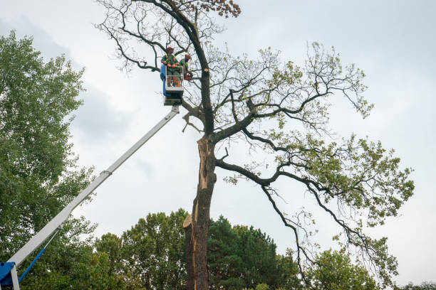 How Our Tree Care Process Works  in  Black Rock, NM