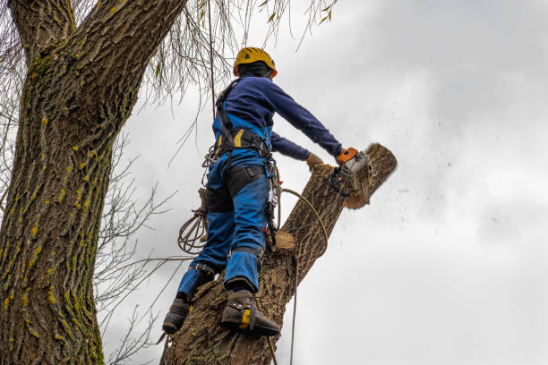 Best Seasonal Cleanup (Spring/Fall)  in Black Rock, NM