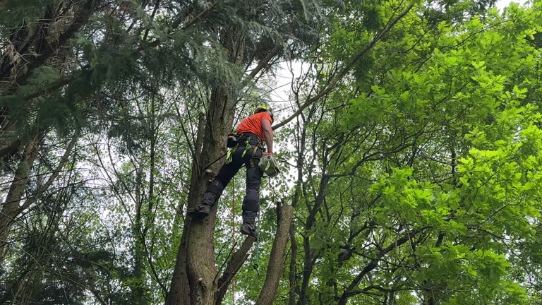 Best Arborist Consultation Services  in Black Rock, NM