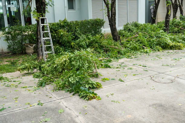 Professional Tree Removal in Black Rock, NM