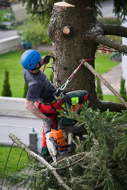 Best Lawn Maintenance Plans  in Black Rock, NM