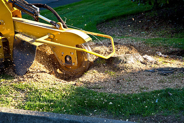 Best Hazardous Tree Removal  in Black Rock, NM