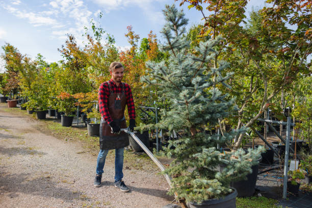 Best Storm Damage Tree Cleanup  in Black Rock, NM